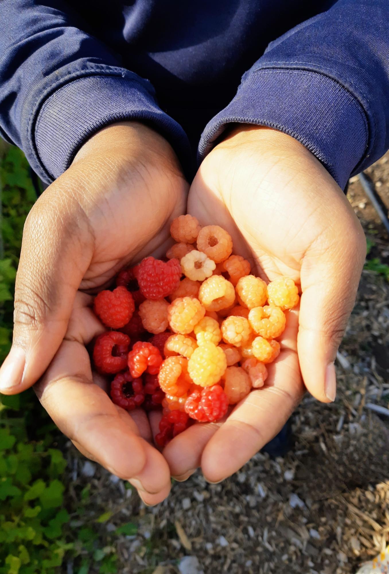 10 octobre framboises