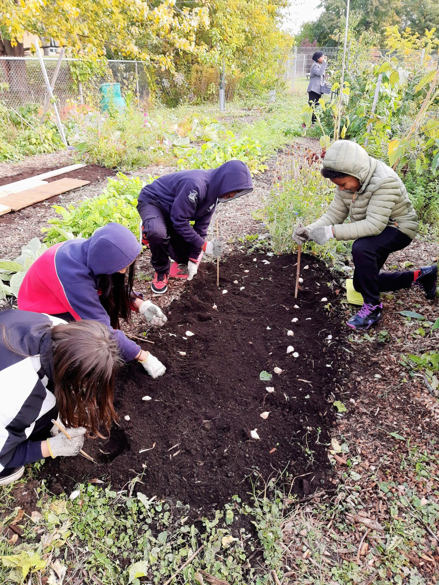 16 octobre EAU1 récoltes, fermeture irrigation et plantation ail 4