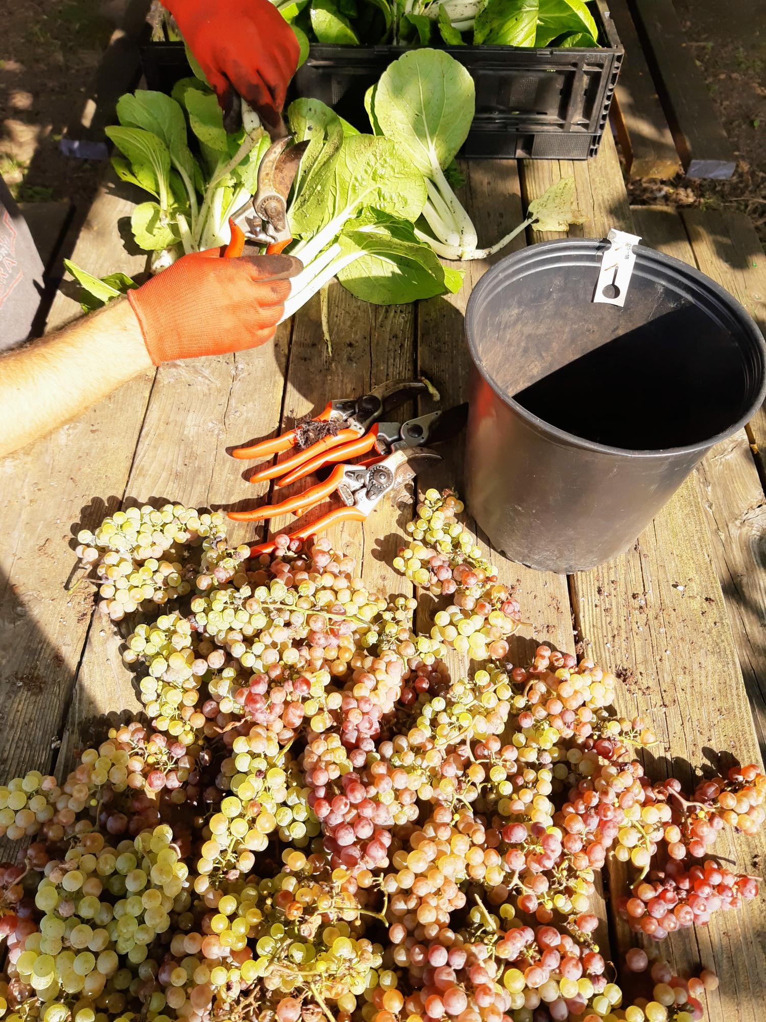 17 septembre CIUSS betteraves, raisins et bockchoy 7